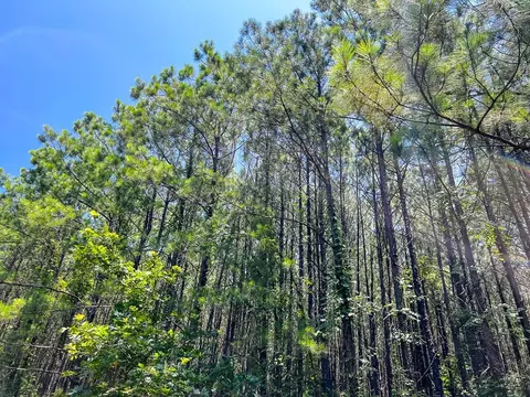 9 Bayou Rd, Milam, TX 75948