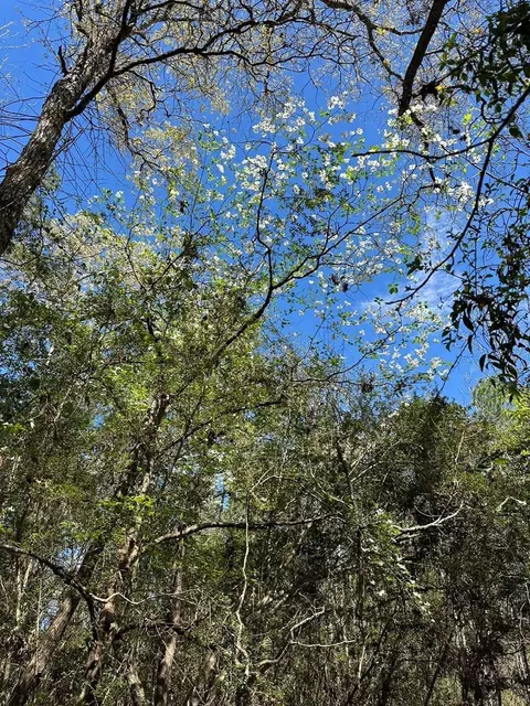 238 Sky Oak Ln, Huntsville, TX 77340