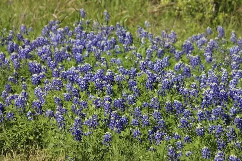 00 Chappell Reserve Dr, Chappell Hill, TX 77880