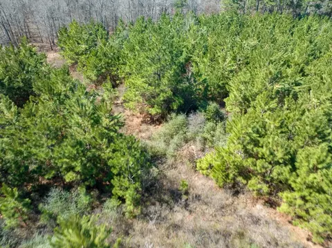 View/Area - 1 Bo Brown Rd, Trinity, TX 75862 photo 8 of 10