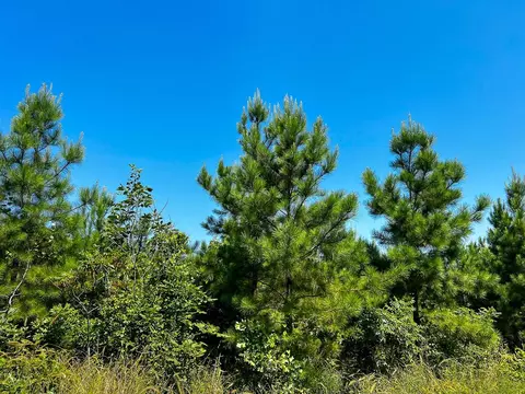 0 Carters Ferry Rd, Milam, TX 75959