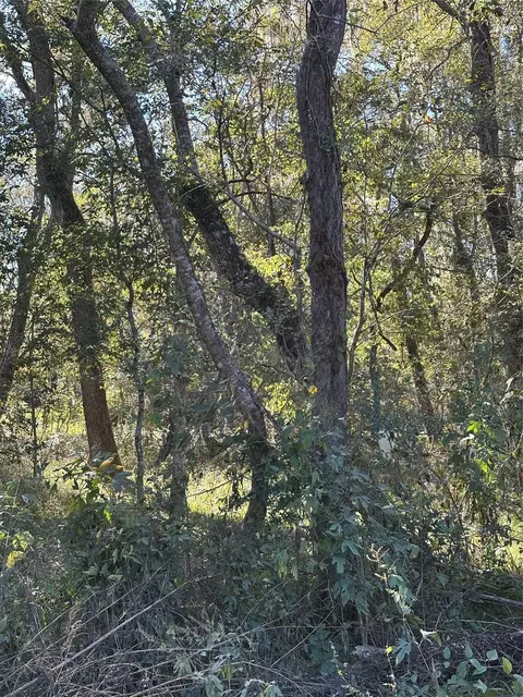 00 Oak Forest Dr, Guy, TX 77444 photo 11