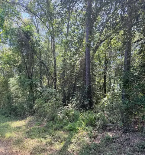 Other - 6 18ac County Road 3103, Call, TX 75933 photo 8 of 16