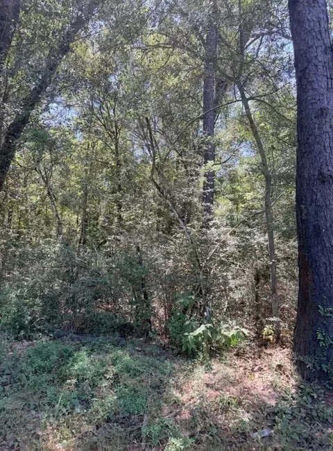 Other - 6 18ac County Road 3103, Call, TX 75933 photo 10 of 16
