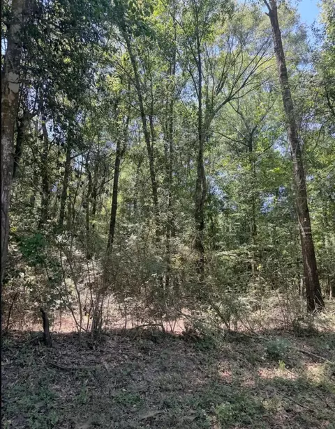 Other - 6 18ac County Road 3103, Call, TX 75933 photo 7 of 16