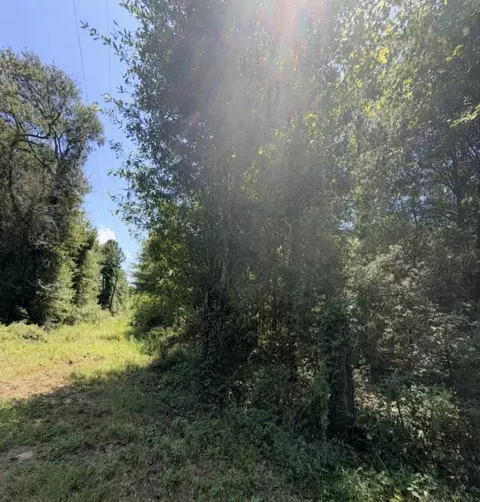 Other - 6 18ac County Road 3103, Call, TX 75933 photo 5 of 16