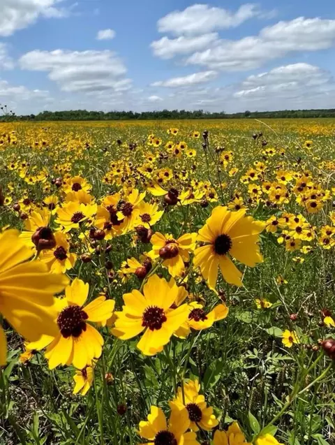 0 County Road 48, Angleton, TX 77515 photo 7