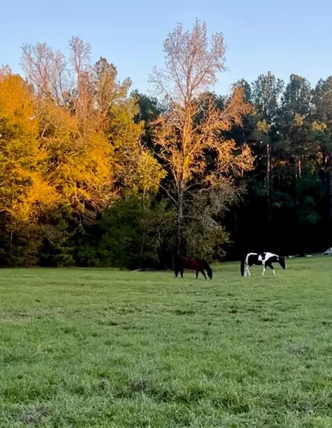 9953 Chestnut Ct, Montgomery, TX 77316