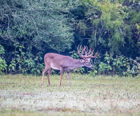 Other - 21729 Fm 1887 Rd, Hempstead, TX 77445 photo 16 of 16
