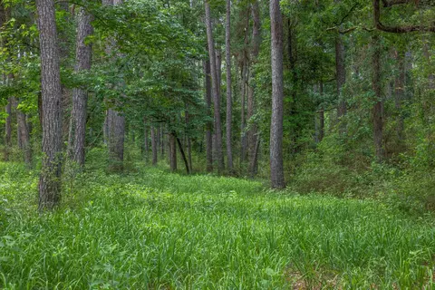 5772 Pr 2065, Centerville, TX 75833 photo 23