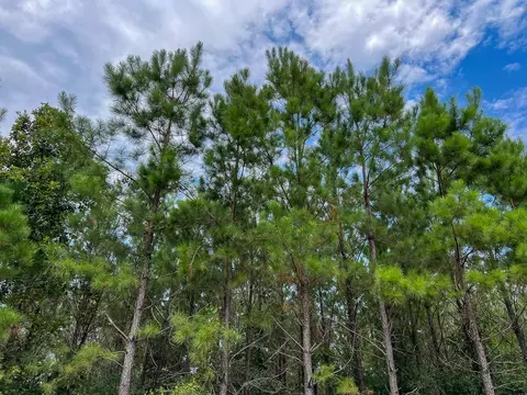 30 Meshell Rd, Groveton, TX 75845 photo 6