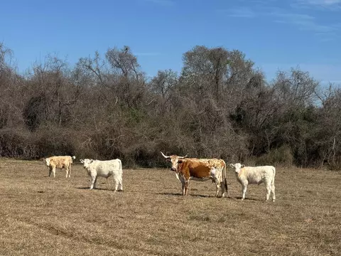 0 West, Navasota, TX 77868