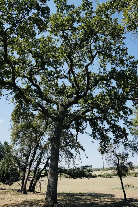 640 County Road 475 Rd, Luling, TX 78648 photo 5