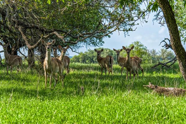 171 County Road 333, Goldthwaite, TX 76844