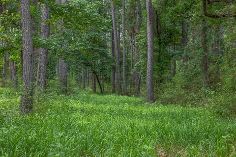 5772 Pr 2065, Centerville, TX 75833