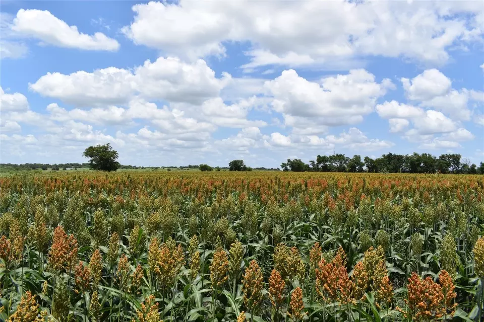  tbd County Road 109, Buckholts, TX 76518 photo 4
