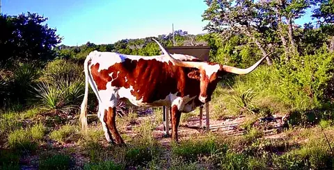 1200 Lipan Apache Run, Blanco, TX 78606 photo 8