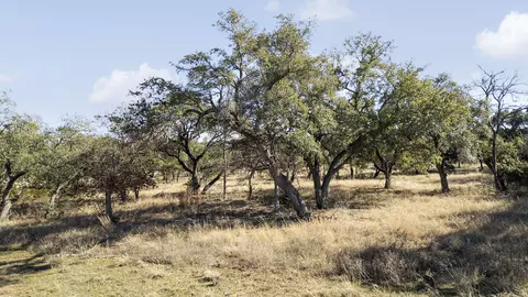 204 E Rio Ranch Rd, Georgetown, TX 78628 photo 15