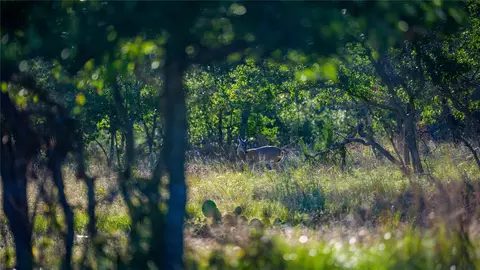 3276 Link Rd, Doss, TX 78618 photo 8