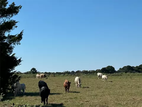 5 556 Acres Farris Lane Ln, Smithville, TX 78957