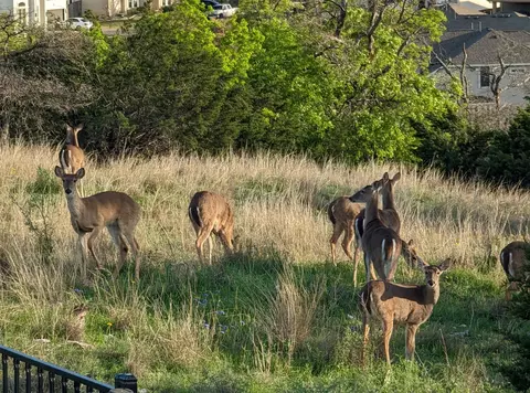 Other - 1722 Rowdy Loop #7, Leander, TX 78641 photo 2 of 4