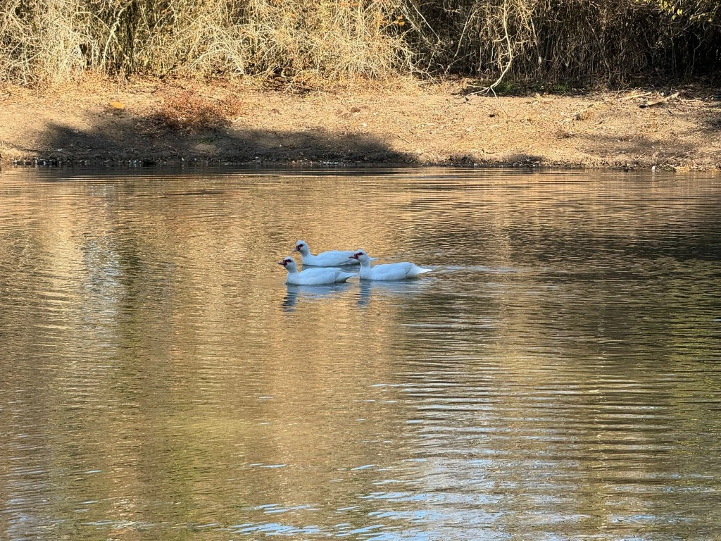 8405 Taylorsville Rd  