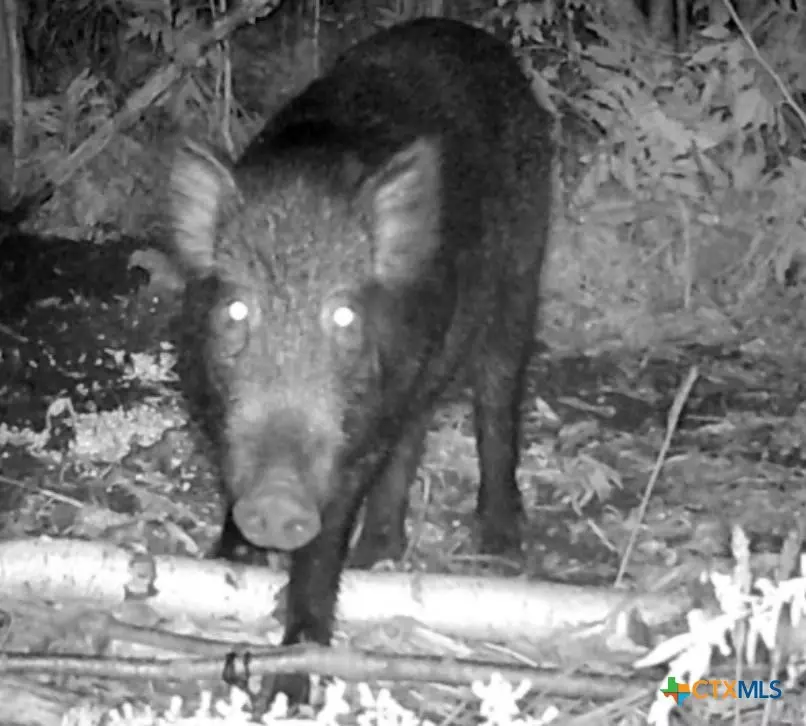  510 E Washington St, Kosse, TX 76553 photo 11