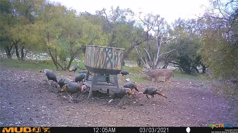 Other - 587 Valley Rd, Eldorado, TX 76936 photo 19 of 36