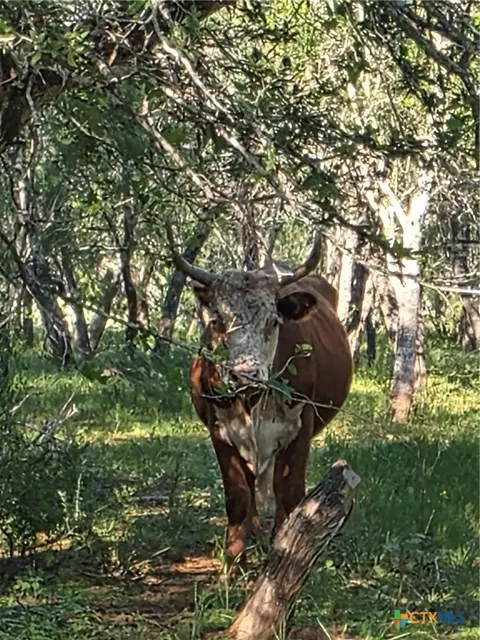 766 Rawhide Rd, Seguin, TX 78155