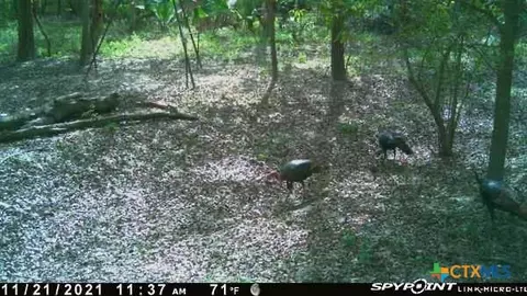 2224 Levee Rd, Bloomington, TX 77951 photo 38