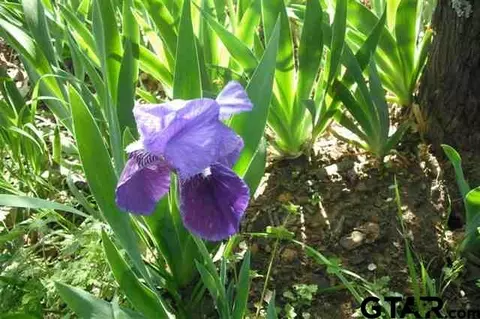 6080 Fm 69, Como, TX 75431 photo 11
