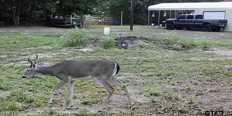 8323 Fm 2454, Gilmer, TX 75644 photo 26