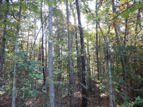 tbd Johnson Rd, Gilmer, TX 75645 photo 8