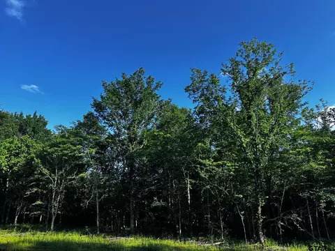 231 Private Road 8507, Van, TX 75790 photo 4