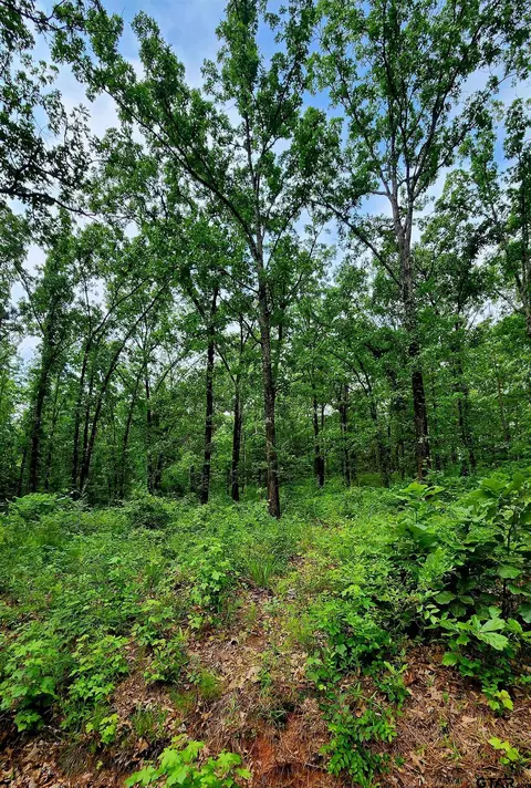 tbd Bobwhite Rd, Gilmer, TX 75645