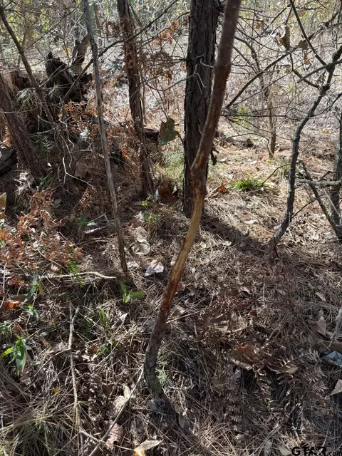 tbd Stag Rd, Gilmer, TX 75644 photo 29