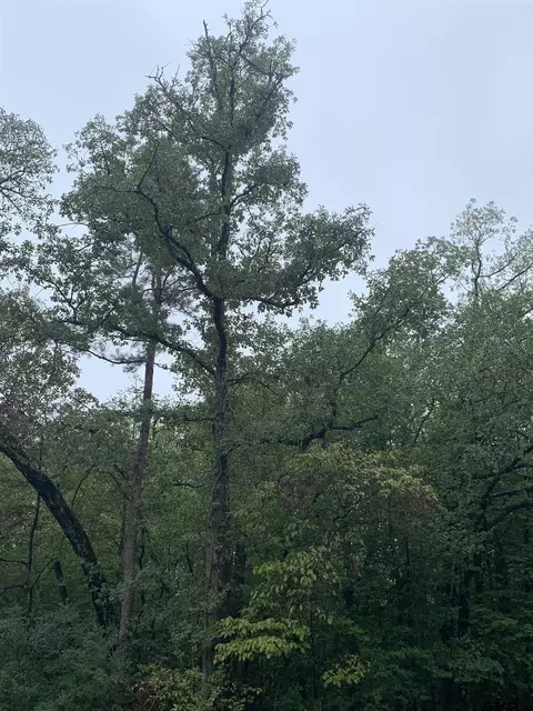209 Starleaf Ln, Holly Lake Ranch, TX 75765