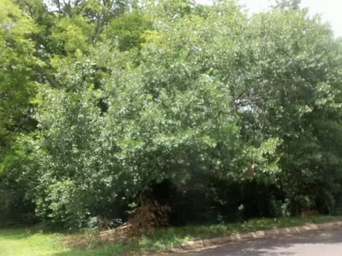 3411 Larkspur Ln, Kilgore, TX 75662