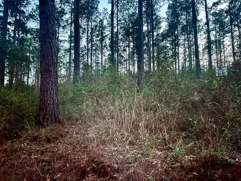 3341 County Road 1095, Center, TX 75935