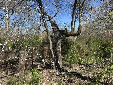 834 County Road 1225, Daingerfield, TX 75638