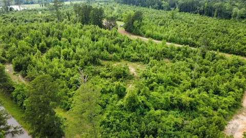 lot2 Tbd Edmondson Rd, Harleton, TX 75651 photo 13
