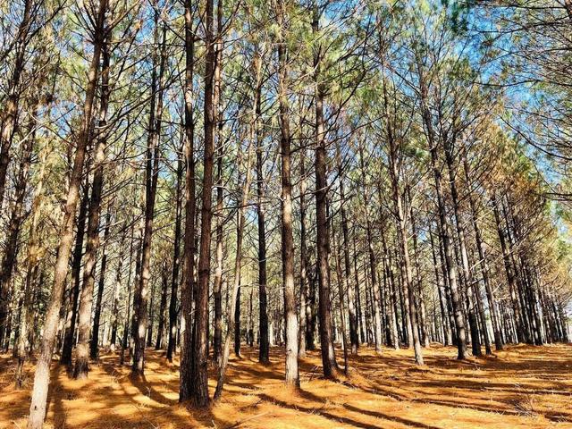 tbd Cr 4334, Bivins, TX 75555
