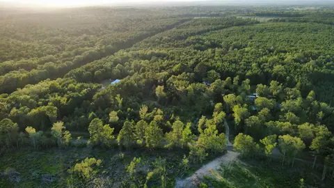 tbd Driskell Bridge Rd, Harleton, TX 75651 photo 4