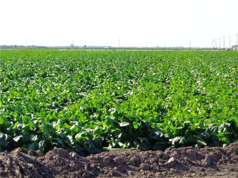 Tbd S Alamo Road, Alamo, TX 78516