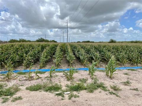 tbd N Gonzalez Rd N, Progreso, TX 78579