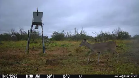 Tbd Fm 1418, Falfurrias, TX 78355
