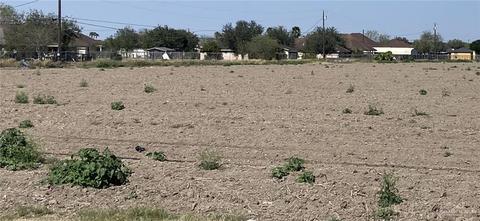 0000 W Roosevelt Rd, Donna, TX 78537