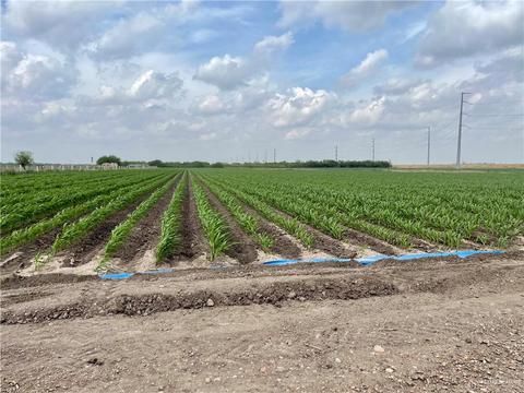 tbd N Frontera Rd N, Progreso, TX 78579 photo 3