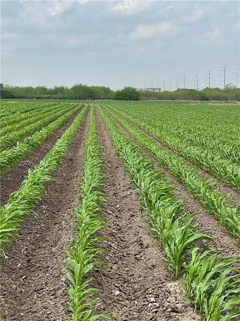 tbd N Frontera Rd N, Progreso, TX 78579