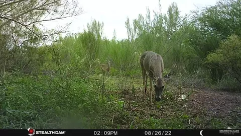 Tbd Cr 408, Premont, TX 78355